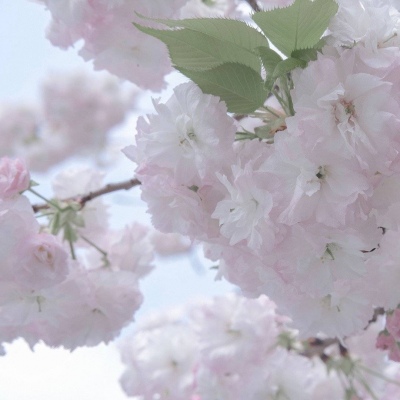 图们福瑞交流群